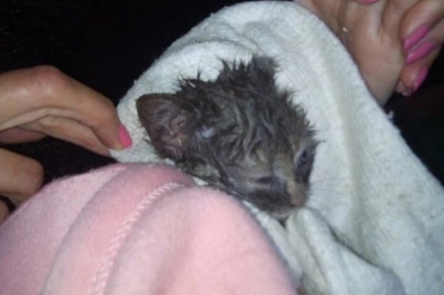 Екатеринбургский зооспасатель вытащил из балки котёнка, просидевшего там трое суток