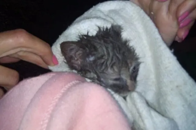 Екатеринбургский зооспасатель вытащил из балки котёнка, просидевшего там трое суток