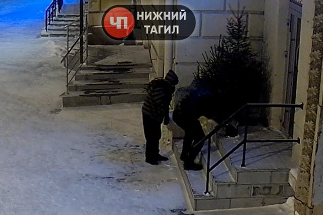 Свердловчане попытались украсть ёлку, а в итоге сломали сразу три дерева