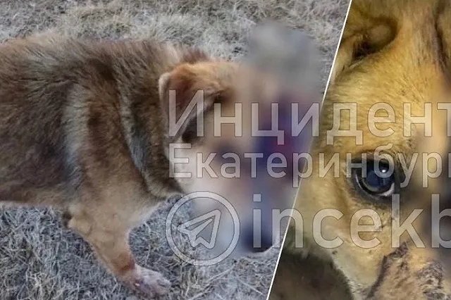 Свердловчанин попытался зарубить свою собаку