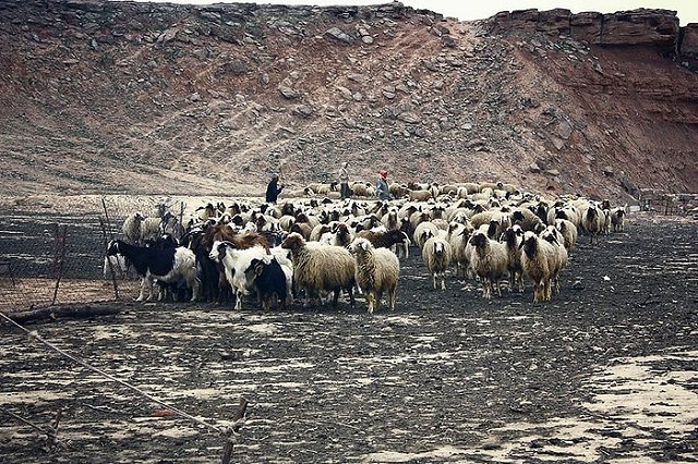 Родители-езиды выдали в Екатеринбурге замуж 16-летнюю дочь