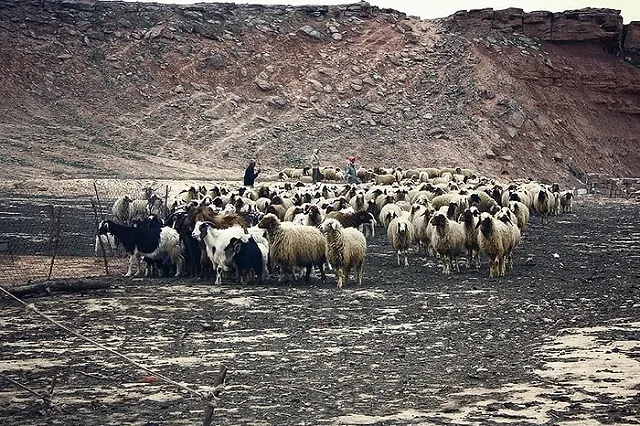 Родители-езиды выдали в Екатеринбурге замуж 16-летнюю дочь