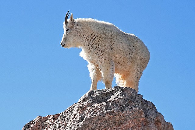 Символом 2015 года в екатеринбургском зоопарке станет голубая коза