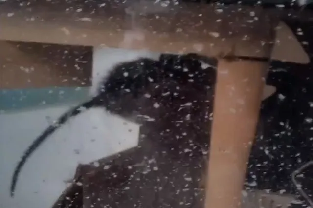 Екатеринбуржцы засняли на видео крысу в киоске с самсой