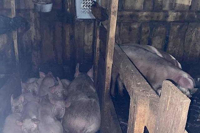 Свиньи убили школьницу в селе