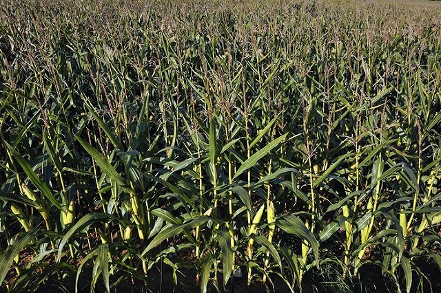 Хозяин кукурузы, в которую сел А-321 «Уральских авиалиний» подсчитывает ущерб