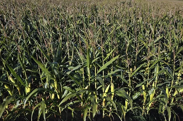 Хозяин кукурузы, в которую сел А-321 «Уральских авиалиний» подсчитывает ущерб