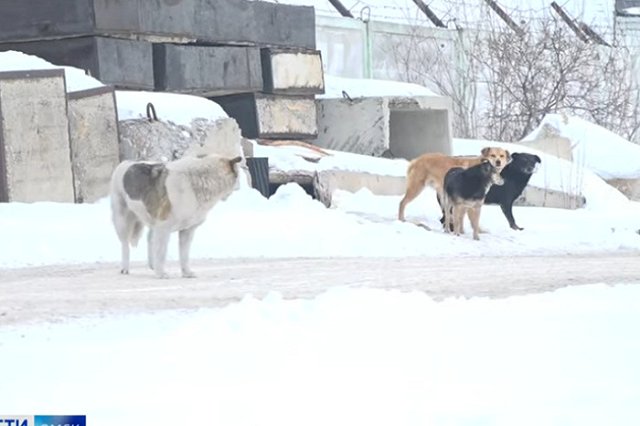В садах под Екатеринбургом стая бродячих собак набросилась на женщину