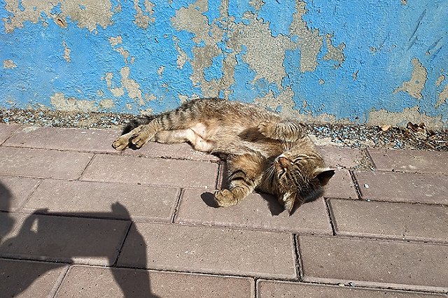 На Урале пенсионерка пускала в свою квартиру 12 кошек с улицы «поесть и отдохнуть»