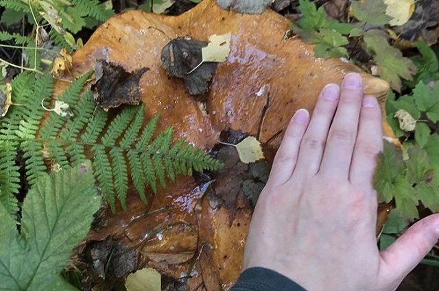 Свердловчане нашли необычный гигантский гриб