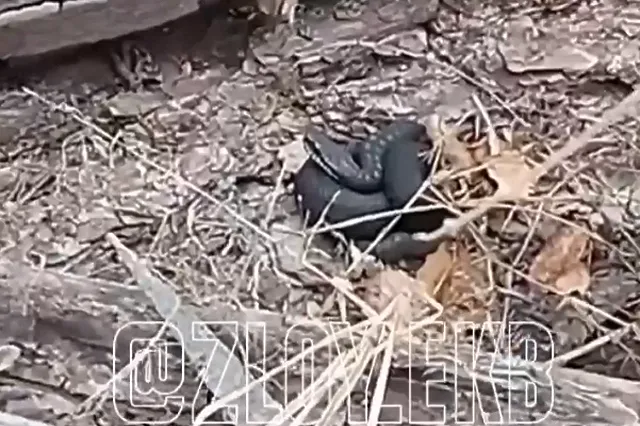 Свердловчане заметили на дачных участках змей