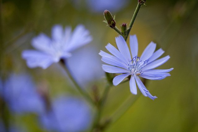 Медики: Цикорий, латук и базилик предотвратят деменцию