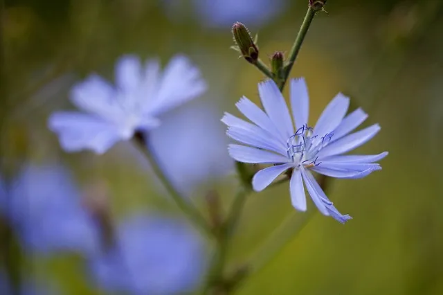Медики: Цикорий, латук и базилик предотвратят деменцию