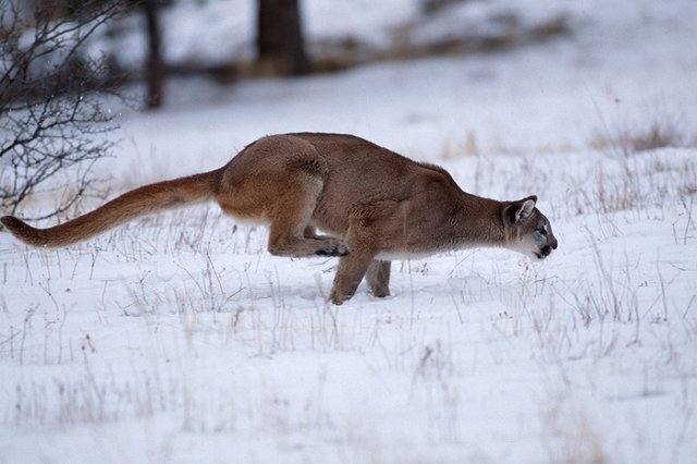Прокуратура: Детеныш пумы Рафик не должен был контактировать с детьми