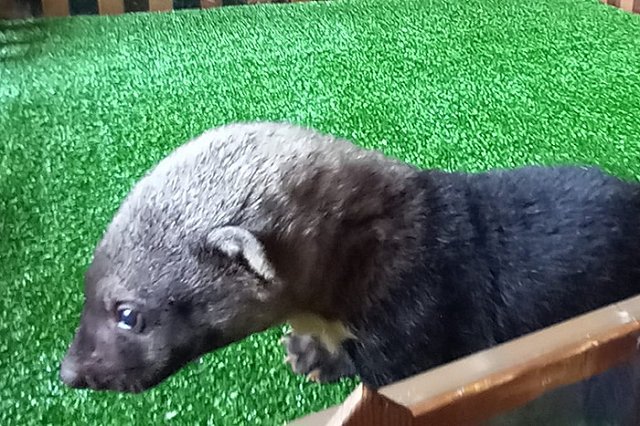 В Екатеринбургском зоопарке появились малыши южноамериканских куниц