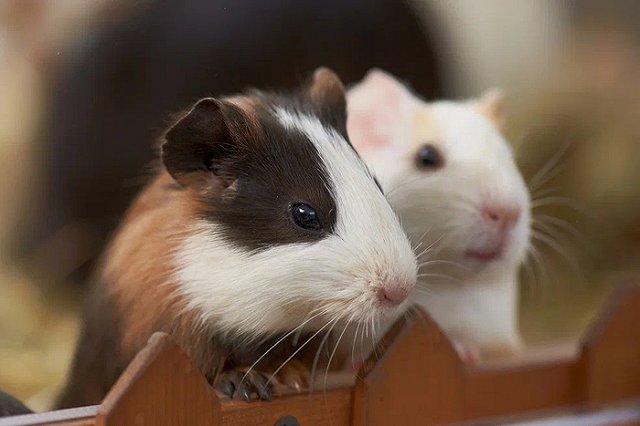 Екатеринбургский зоопарк 30 ноября приглашает отметить Всемирный день домашних животных