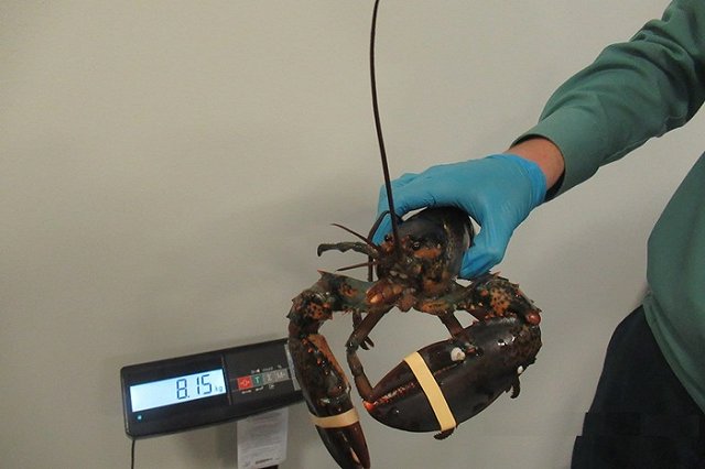 Таможенники нашли 107 живых омаров в багаже гражданина