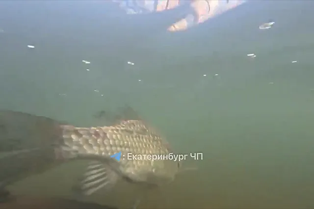 На Ботанике в фонтане заметили живого карася