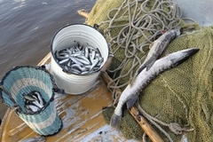 Из-за срыва поставок в Якутии люди дерутся за еду