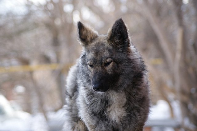 В районе ДИВСа под лед провалилась собака