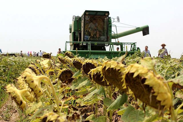 Турция ограничила поставки подсолнечного масла из России