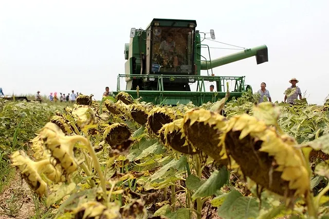 Турция ограничила поставки подсолнечного масла из России