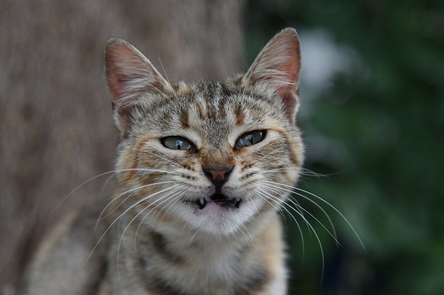 «Мяуе». В Москве дебошир запустил в полицейского кошкой