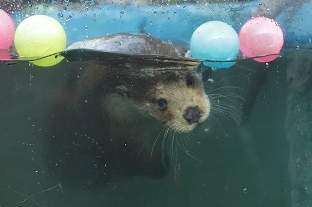 В Екатеринбургском зоопарке отмечают Всемирный день выдр