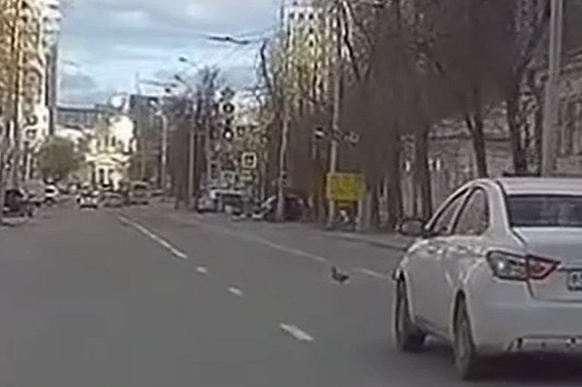 Екатеринбуржец заснял водителя, специально переехавшего уток