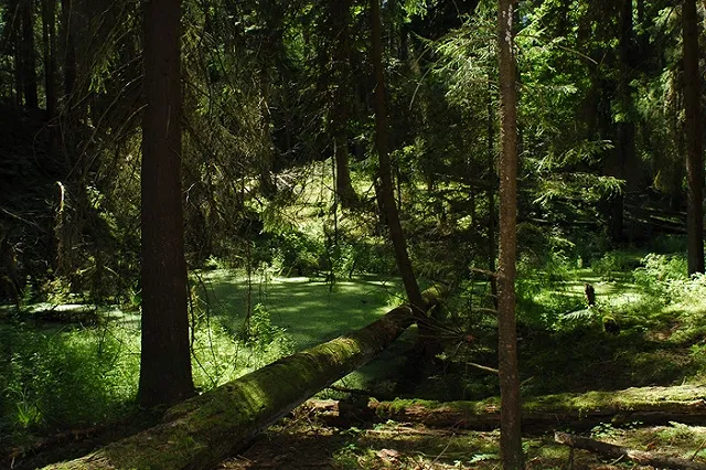 На Южном Урале двух приятелей убили за то, что они не уступили убийцам дорогу