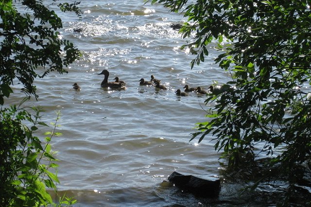 В Екатеринбурге дайверы за 4 часа достали полтонны мусора со дна озера Шарташ