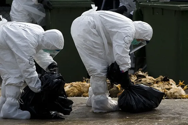 Роспотребнадзор предупредил туристов о птичьем гриппе в Европе