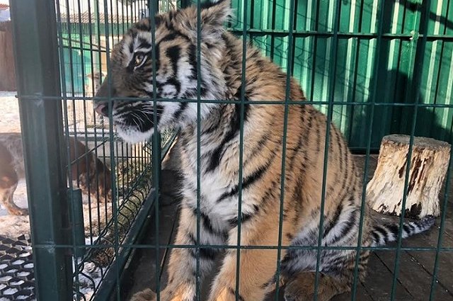 Тигренок, которого изувечил пьяный вор, останется инвалидом (ФОТО)