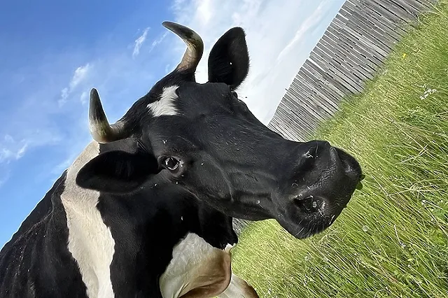 В Свердловской области корова напала на двухлетнего ребенка