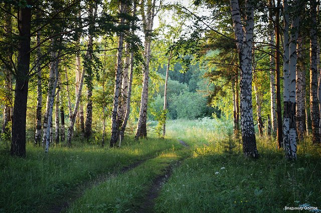 Заблудившиеся в свердловском лесу подростки сами вышли на дорогу