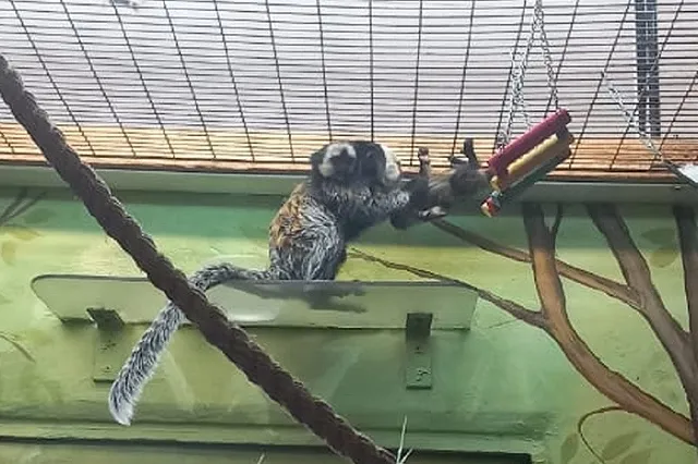 В Екатеринбурге Гермиона и Рон Уизли стали родителями