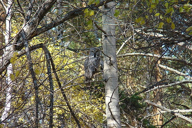 Житель Тюмени на месяц пропал без вести из-за долгов и депрессии