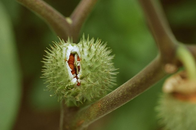 «Думали, придуривается». Челябинский детсадовец едва не умер от галлюциногенов