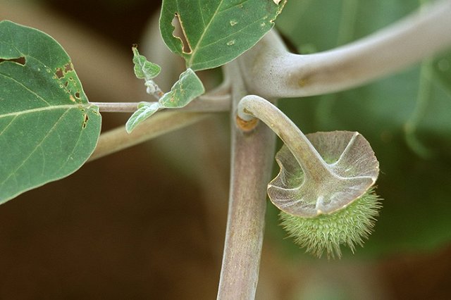 На заведующую детсада, где ребенок отравился галлюциногеном, завели дело
