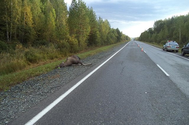 УГИБДД предупреждает водителей о диких животных на дорогах