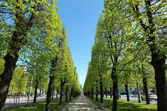 Екатеринбуржцев приглашают принять участие в посадке аллеи строителей