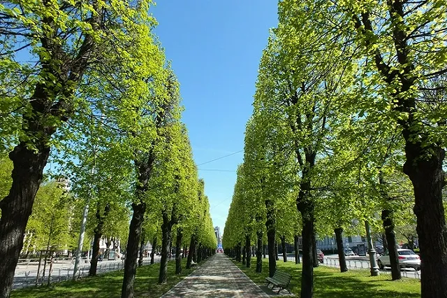 Екатеринбуржцев приглашают принять участие в посадке аллеи строителей