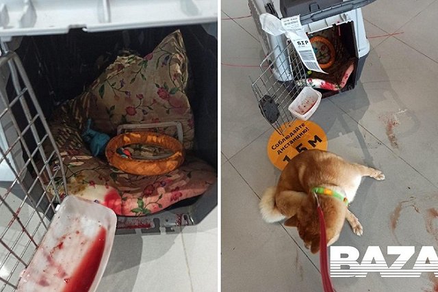 На рейсе «Аэрофлота» при перевозке в багажном отсеке снова покалечилось животное