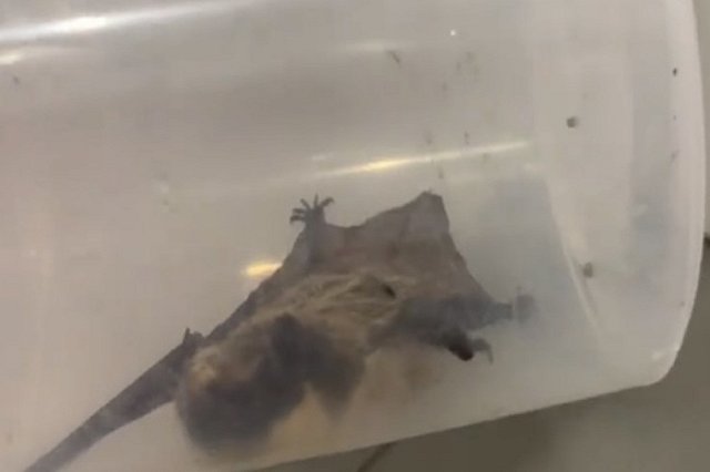 На Эльмаше в окно многоэтажки залетела летучая мышь — видео