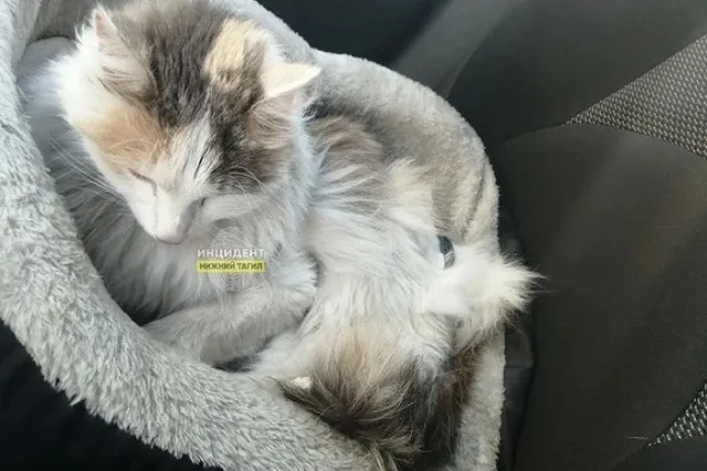 Свердловчанин выстрелил из ружья по соседской кошке