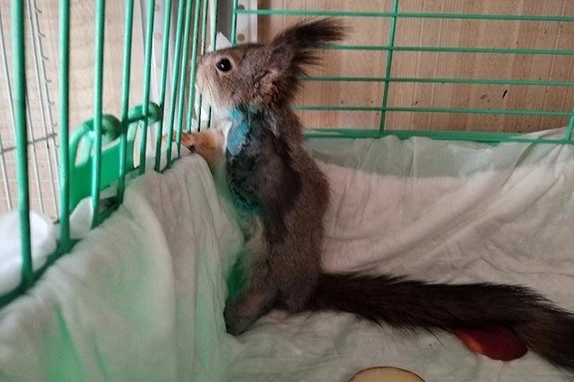 «Остались две культи». В Екатеринбурге в ветклинике спасли белку, которую подростки колотили палкой