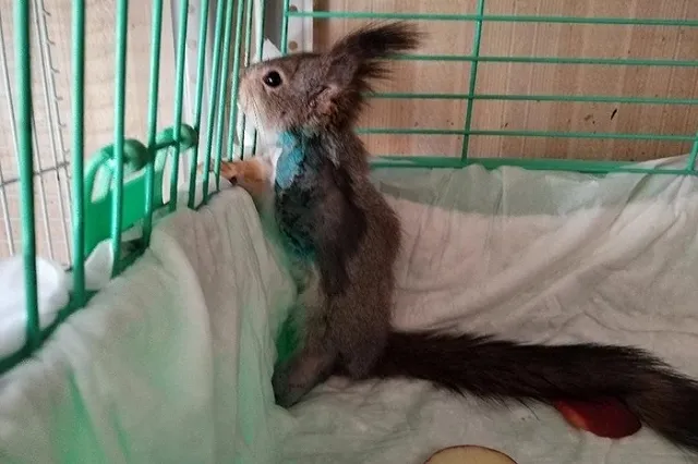 «Остались две культи». В Екатеринбурге в ветклинике спасли белку, которую подростки колотили палкой