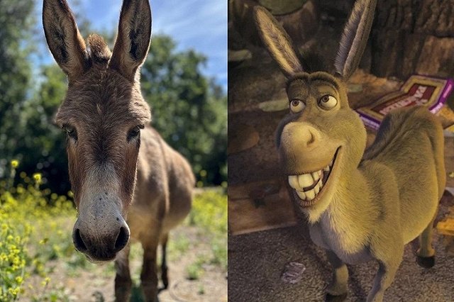 Умер ослик, служивший прототипом для «Шрека»
