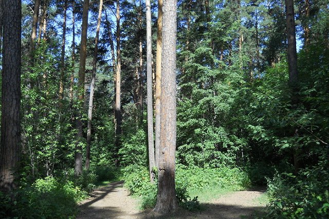 Роспотребнадзор: В 2015 году пострадавших от клещей на 21% больше, чем год назад