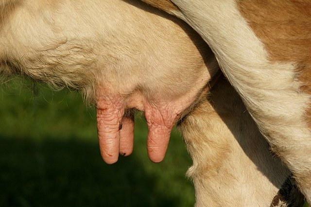 Уральские молочники прокомментировали дефицит сырого молока